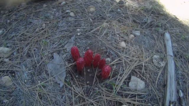 Wild Red Mushrooms? смотреть онлайн