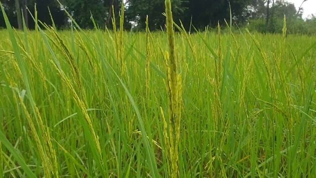 ស្រូវាចប់ផ្តើមផ្លែ смотреть онлайн