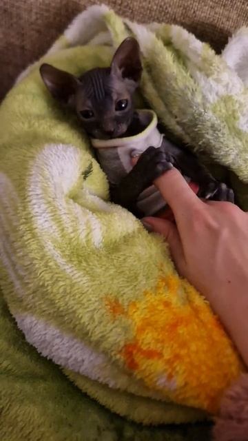 Котёнок Сфинкс - Георгий смотреть онлайн