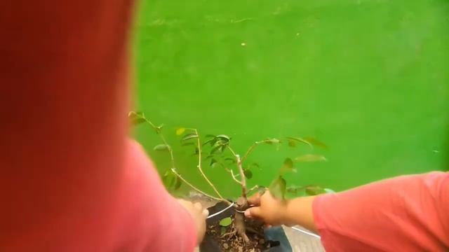 PRUNING & WIRING BERINGIN (KE-2) смотреть онлайн