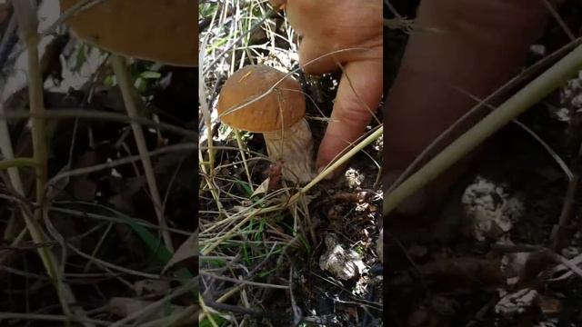 Собираю белые грибы смотреть онлайн