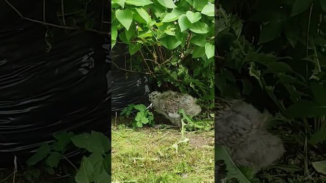 В теплый июньский день птенец белой чайки баклана кушает листики под кустом на зелёной траве смотреть онлайн