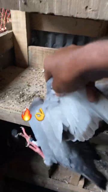 💘This is my favorite bird 🤩🔥 #shorts #kabootar #trending #pigeon #pigeons #pets #birds #animals смотреть онлайн