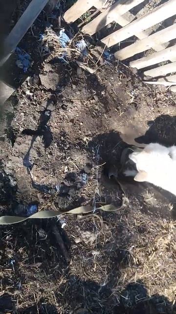 Лайка. Охота на крыс 🐶 🐀 смотреть онлайн