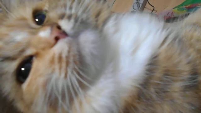 С каким теплом ласкает нежный взгляд!:) Кошка Подушка урчит:) смотреть онлайн