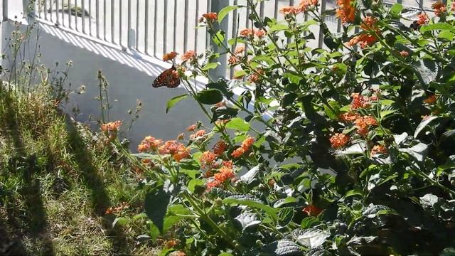 Mariposas - Butterfies смотреть онлайн