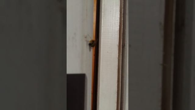 Оса поедает мухy смотреть онлайн