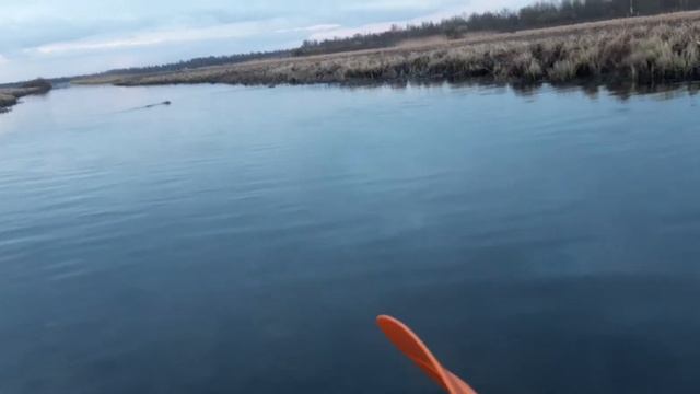 бесстрашные бобры)) смотреть онлайн