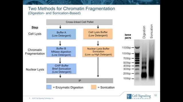 Structure and Function of Epigentic Regulators in Human Disease смотреть онлайн