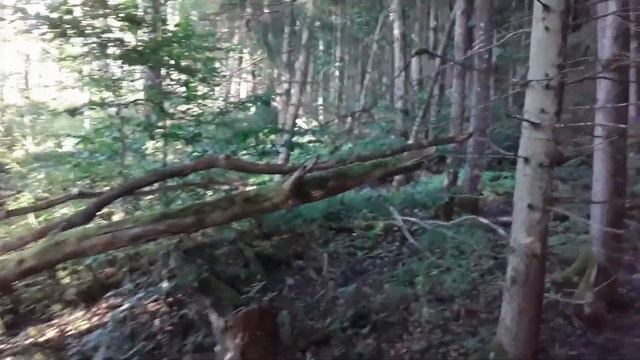 В лес по грибы ! смотреть онлайн