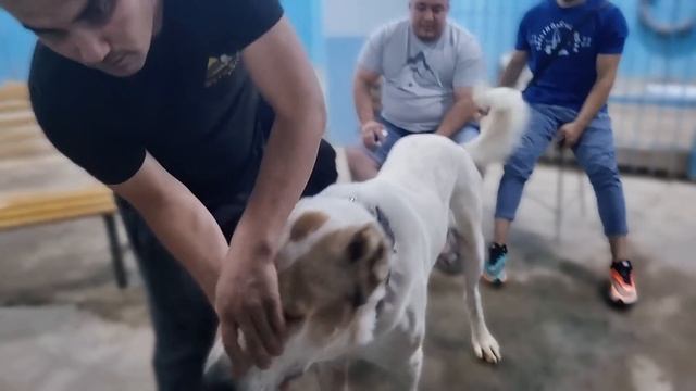 Музаффар агада конактамыз Кубка Мира Взрослыйга Молодёжкага кыретын Тобеттерыне видео Тусырылым смотреть онлайн