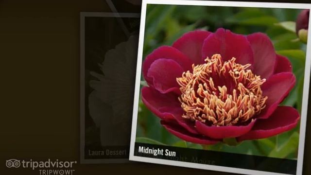 Пионы 2011 смотреть онлайн