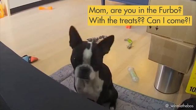 Cute Dog Head Tilt Caught On Furbo Dog Training Camera смотреть онлайн