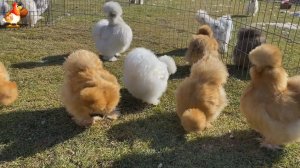 Китайские шелковые куры желтые и белые шары ❣️🤗😂