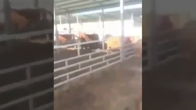 Узи кетар ёр ёр узи келар ёр ёр смотреть онлайн