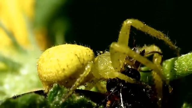 Yellow Crab Spider смотреть онлайн