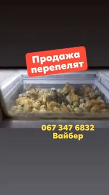 Инкубация перепелов Мясных пород//купить перепелов смотреть онлайн