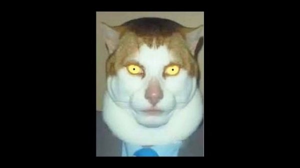 Cat Sings Monday Left Me Broken - Avicii