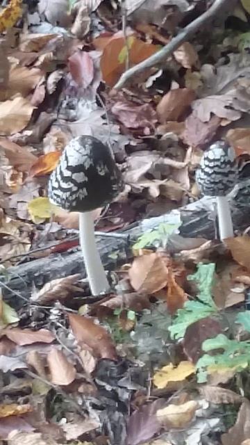 Гриб "поганка", но всё равно - красивый , номер ХVIII, 🍄 1L0696 смотреть онлайн
