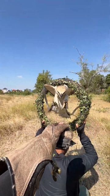 How hawk eagle it is ! #training #eagle #fbreels #shortvideo #video смотреть онлайн