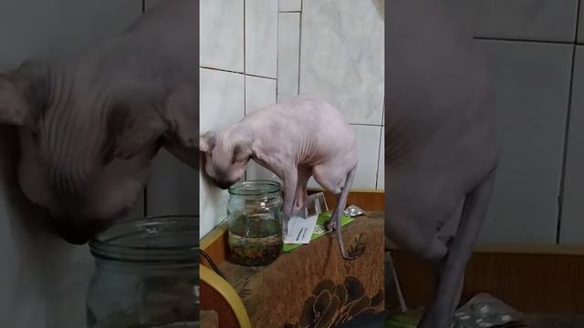 Дурная голова лапам покоя не даёт смотреть онлайн