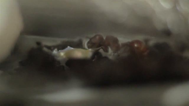 Fuss Eats Honey - Pogonomyrmex Badius смотреть онлайн