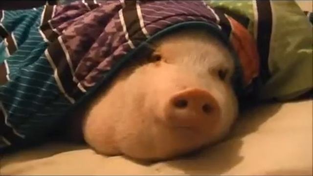 Свинюшка и печенька