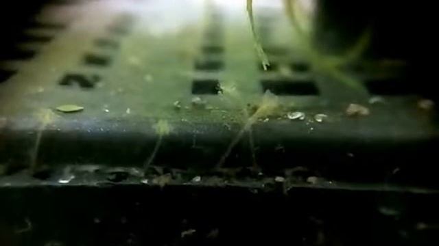 Aulophorus Furcatus
