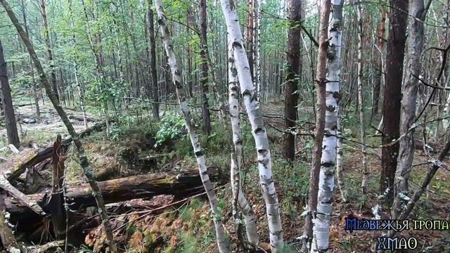 ГРИБЫ 🍄 ПОПЁРЛИ!!! УРА!!! Наконец-то грибное разнообразие!!!