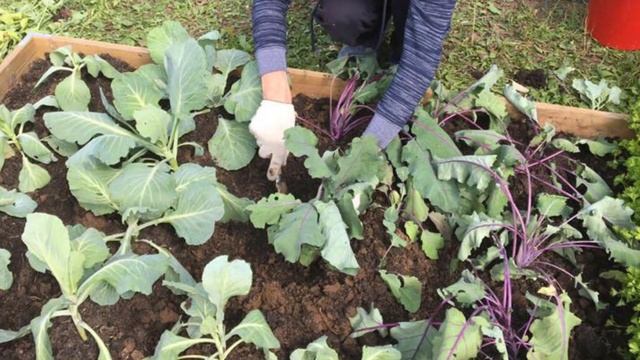 Сенокос, грибы и кот гуляка.