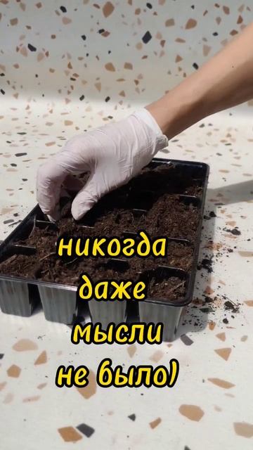 эксперимент! хочу попробовать вырастить грибы дома #food смотреть онлайн