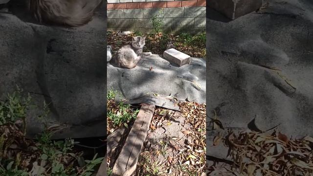 Наблюдение за животными.Animal Watching.14.09.2023. смотреть онлайн