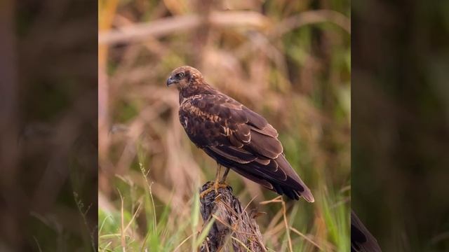 WESTERN MARSH HARRIER | 02 смотреть онлайн
