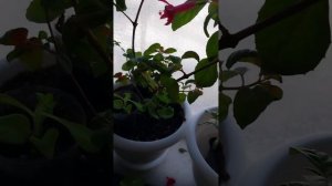 Какой грунт нужен для пересадки фуксий