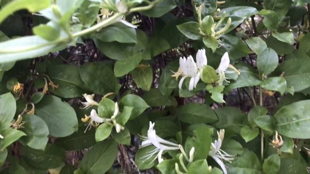 Chèvrefeuille du Japon 'Lonicera japonica' Quand la fragrance avance смотреть онлайн