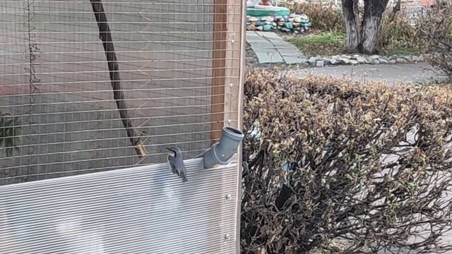 Поползень. смотреть онлайн