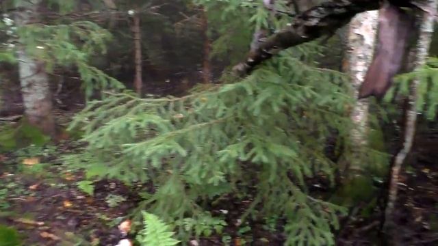 Эп. 029. Поход за грибами в дождь 06. 08. 20.