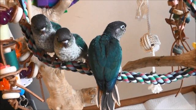 Luna, Otis, and Lincoln -- 7 week old Green Cheek Conures смотреть онлайн