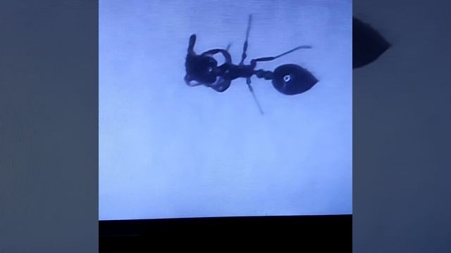 Ant Rolling It’s own Antennas- link to Ophiocordyceps unilateralis fungus and self harm! ⬇️ смотреть онлайн