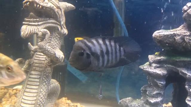 black convict cichlid with kok смотреть онлайн