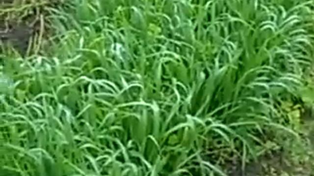 Огород x264 смотреть онлайн