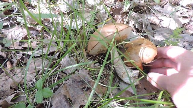 Собираю грибы