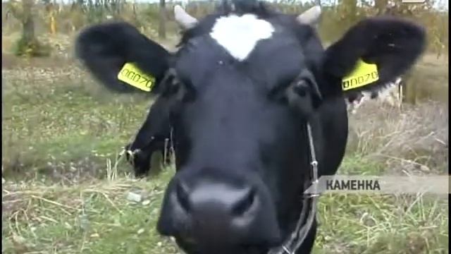 В Каменке началась процедура регистрации крупного рогатого скота смотреть онлайн