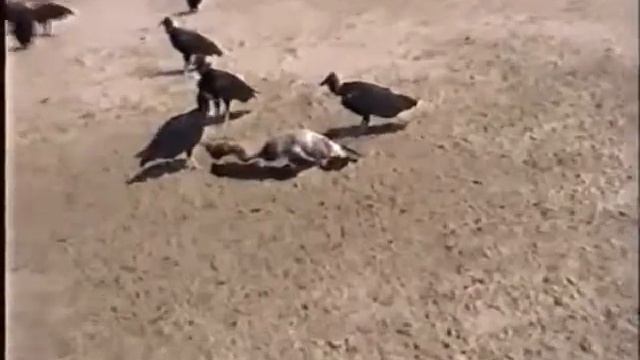 Мексика 2002 смотреть онлайн