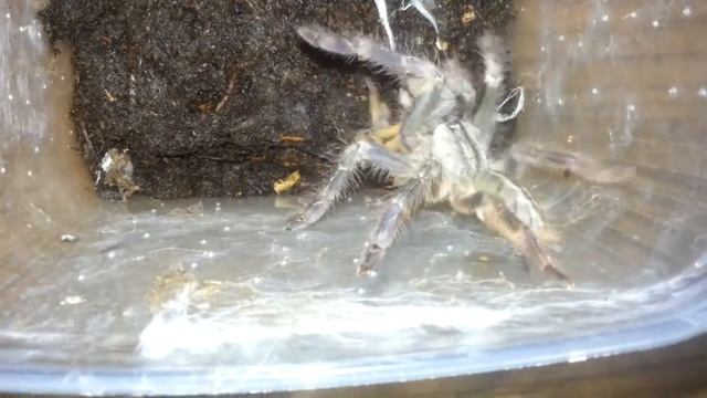 Poecilotheria smithi etetés смотреть онлайн