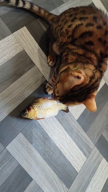 Игрушка для кошек. Рыбка с валерианой и кошачьей мятой смотреть онлайн