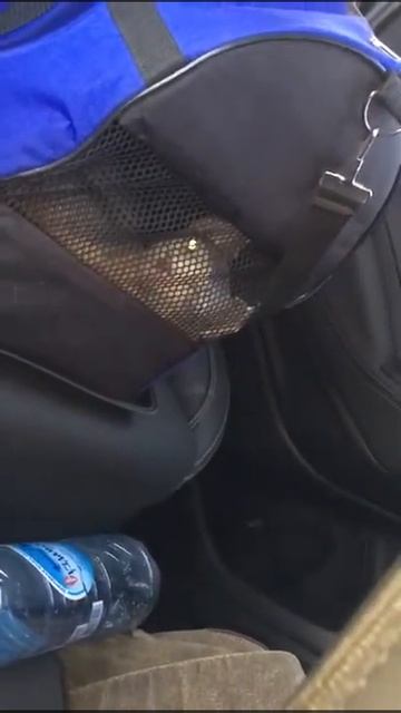 Честер (Канадский сфинкс в дороге) смотреть онлайн