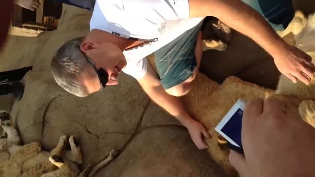 Со львятами в Лион парке, Рандбург ЮАР смотреть онлайн