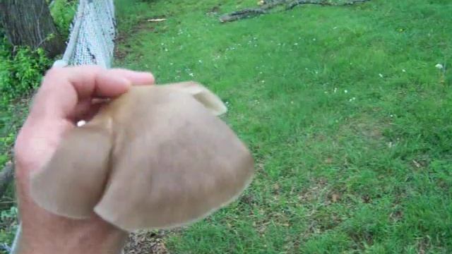 Hunting Wild Oyster Mushrooms