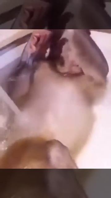 Прикольная обезьянка😁🐒🚿 смотреть онлайн